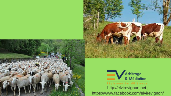 Moutons, bœufs, transhumance, campagne