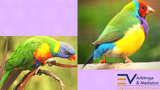 Oiseaux, couleurs, arc-en-ciel