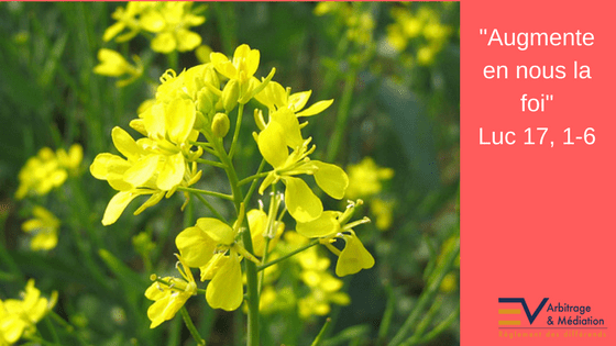 Fleur, foi, sénévé, moutarde