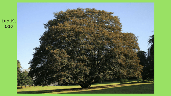 Érable sycomore pourpre